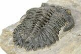 Hollardops Trilobite Fossil - Orange Eye Facets #273412-4